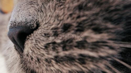 Close up of a grey British Shorthair cat’s snout with detailed fur and whiskers - Starpik Stock