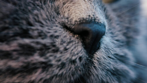 Close up of a grey British Shorthair cat’s snout with detailed fur and whiskers - Starpik Stock