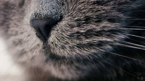 Close up of a grey British Shorthair cat’s snout with detailed fur and whiskers - Starpik Stock