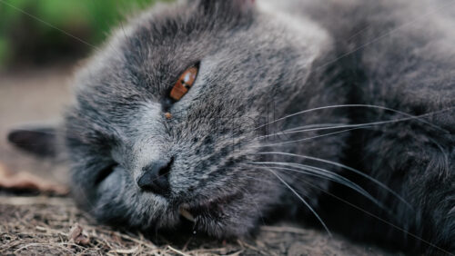 Close up of a grey cat with orange eyes lies on the ground in natural light - Starpik Stock