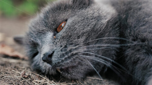 Close up of a grey cat with orange eyes lies on the ground in natural light - Starpik Stock