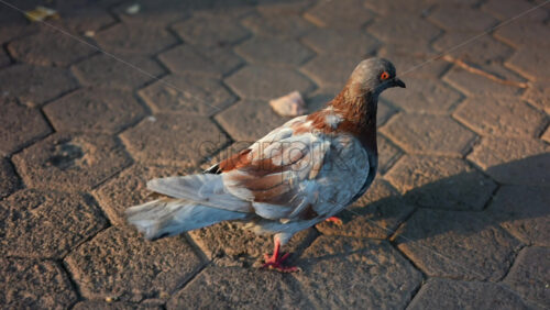 Close up of a pigeon with brown and gray feathers walking on textured pavement in warm daylight - Starpik Stock