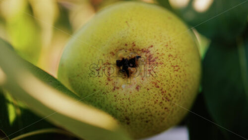 Close up of a ripe pear hanging among green leaves in the sunlight - Starpik Stock