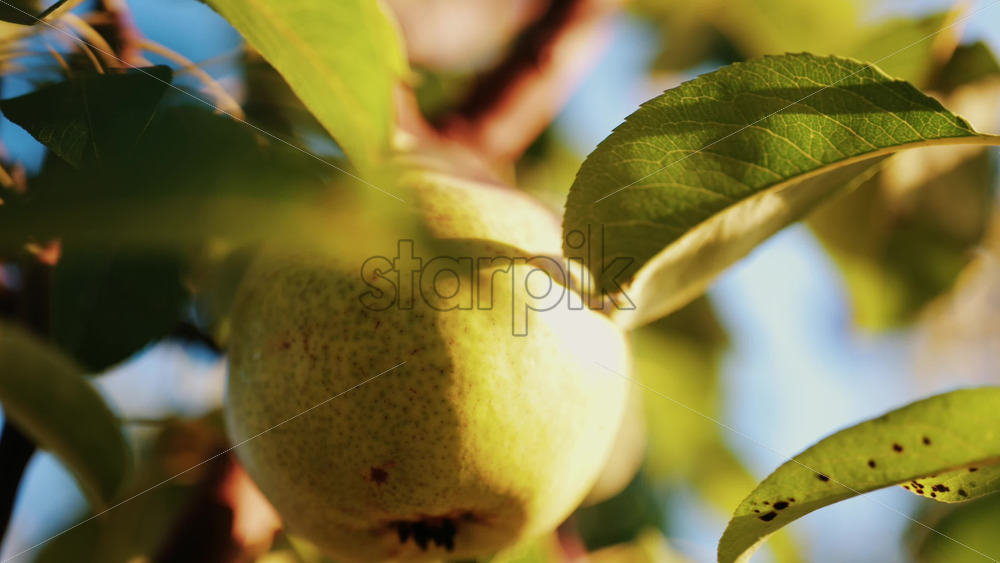 Close up of a ripe pear hanging among green leaves in the sunlight - Starpik Stock