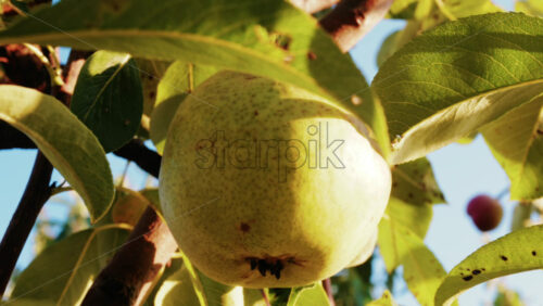 Close up of a ripe pear hanging among green leaves in the sunlight - Starpik Stock