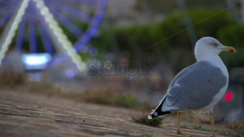 Close up of a seagull standing with a blurred view of a lighted ferris wheel - Starpik Stock