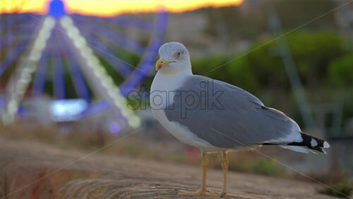 Close up of a seagull standing with a blurred view of a lighted ferris wheel - Starpik Stock