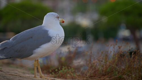 Close up of a seagull standing with a blurred view of cars moving in the distance - Starpik Stock