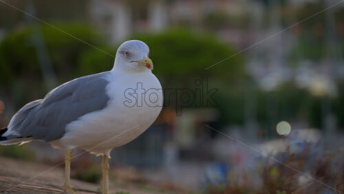 Close up of a seagull standing with a blurred view of cars moving in the distance - Starpik Stock