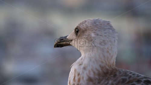 Close up of a seagull walking with a blurred view of boats docked in a harbour - Starpik Stock