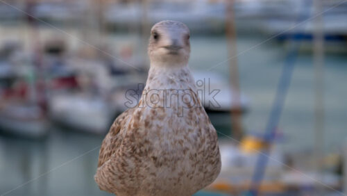 Close up of a seagull walking with a blurred view of boats docked in a harbour - Starpik Stock