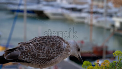 Close up of a seagull walking with a blurred view of boats docked in a harbour - Starpik Stock