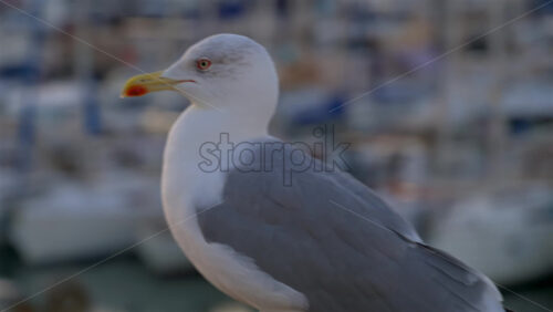 Close up of a seagull walking with a blurred view of boats docked in a harbour - Starpik Stock