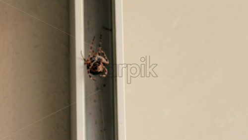 Close up of a spider moving in its web, showing intricate details of its body and fine silk threads - Starpik Stock