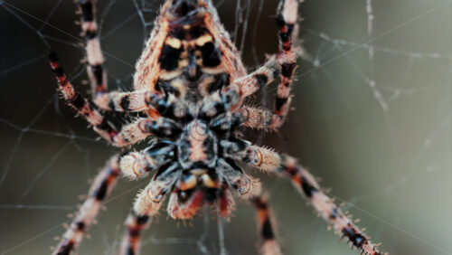 Close up of a spider sitting in its web, showing intricate details of its body and fine silk threads - Starpik Stock