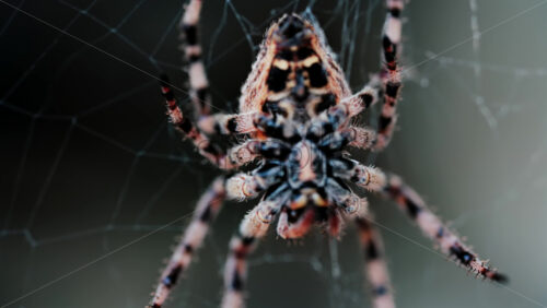 Close up of a spider sitting in its web, showing intricate details of its body and fine silk threads - Starpik Stock