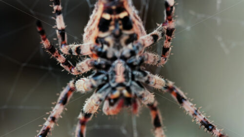Close up of a spider sitting in its web, showing intricate details of its body and fine silk threads - Starpik Stock