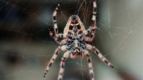 Close up of a spider sitting in its web, showing intricate details of its body and fine silk threads - Starpik Stock