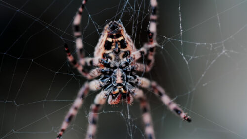 Close up of a spider sitting in its web, showing intricate details of its body and fine silk threads - Starpik Stock
