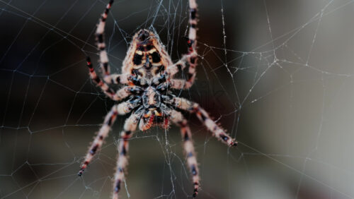 Close up of a spider sitting in its web, showing intricate details of its body and fine silk threads - Starpik Stock