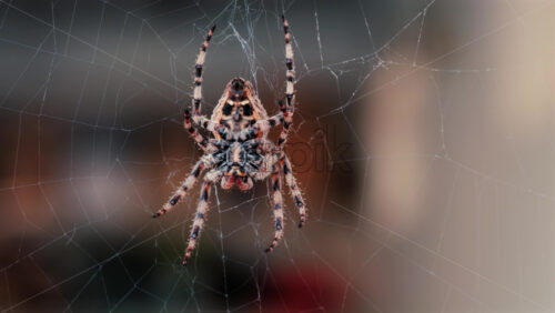 Close up of a spider sitting in its web, showing intricate details of its body and fine silk threads - Starpik Stock