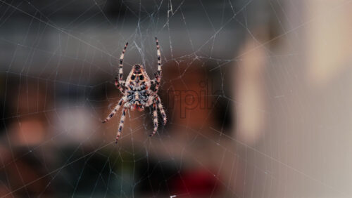 Close up of a spider sitting in its web, showing intricate details of its body and fine silk threads - Starpik Stock
