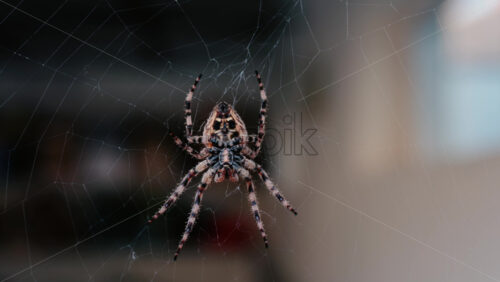 Close up of a spider sitting in its web, showing intricate details of its body and fine silk threads - Starpik Stock