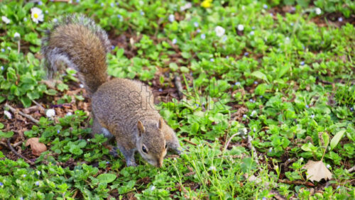 Close up of a squirrel looking through the grass in the park - Starpik Stock