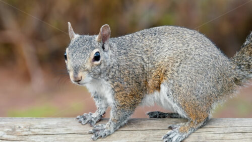 Close up of a squirrel sitting on a branch on a blurred background - Starpik Stock