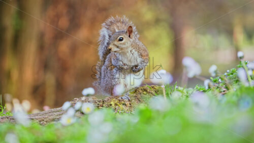 Close up of a squirrel sitting on a root in the park - Starpik Stock