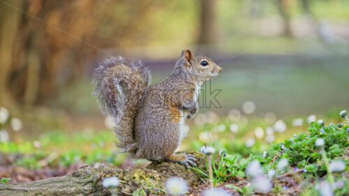 Close up of a squirrel sitting on a root in the park - Starpik Stock
