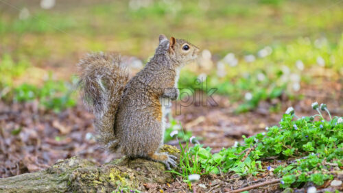 Close up of a squirrel sitting on a root in the park - Starpik Stock