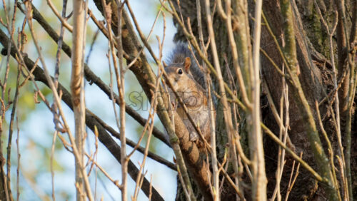 Close up of a squirrel sitting through the branches in the park - Starpik Stock