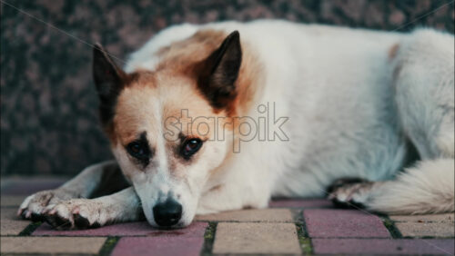 Close up of a white and brown dog resting on red and yellow pavement - Starpik Stock
