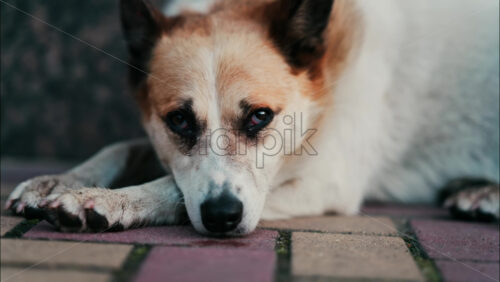 Close up of a white and brown dog resting on red and yellow pavement - Starpik Stock