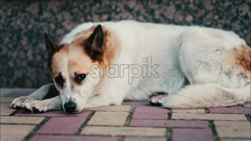 Close up of a white and brown dog resting on red and yellow pavement - Starpik Stock