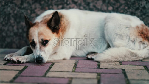 Close up of a white and brown dog resting on red and yellow pavement - Starpik Stock