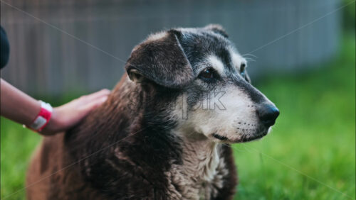 Close up of a woman’s hand petting a black and brown, stray dog sitting on the grass in a park - Starpik Stock