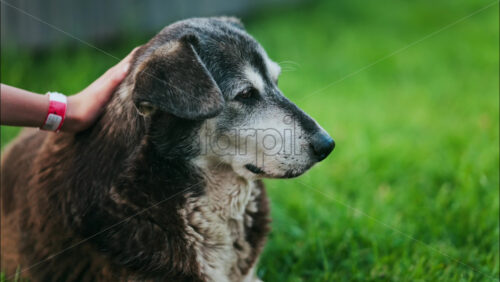 Close up of a woman’s hand petting a black and brown, stray dog sitting on the grass in a park - Starpik Stock
