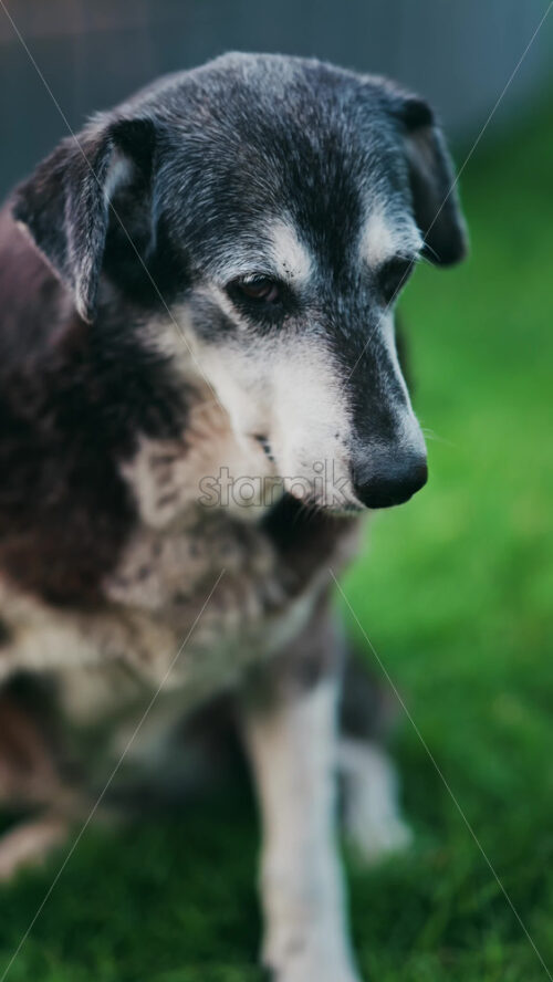 Close up of a woman’s hand petting a black and brown, stray dog sitting on the grass in a park - Starpik Stock