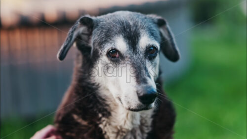 Close up of a woman’s hand petting a black and brown, stray dog sitting on the grass in a park - Starpik Stock