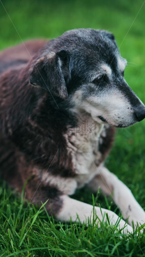 Close up of a woman’s hand petting a black and brown, stray dog sitting on the grass in a park. Vertical - Starpik Stock