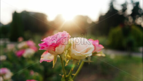 Close up of blooming pink roses in a park during golden hour, with warm sunlight shining through the petals - Starpik Stock