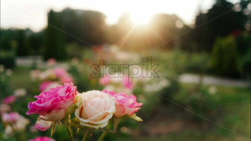 Close up of blooming pink roses in a park during golden hour, with warm sunlight shining through the petals - Starpik Stock