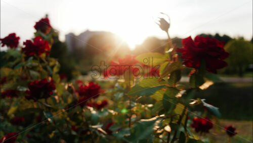 Close up of blooming red roses in a park during golden hour, with warm sunlight shining through the petals - Starpik Stock
