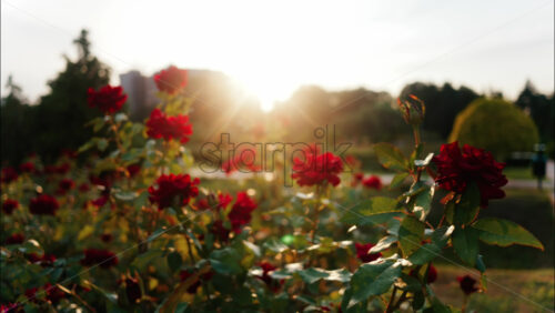 Close up of blooming red roses in a park during golden hour, with warm sunlight shining through the petals - Starpik Stock