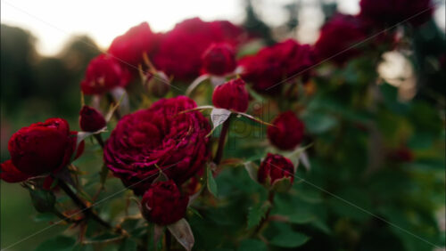 Close up of blooming red roses in a park during golden hour, with warm sunlight shining through the petals - Starpik Stock