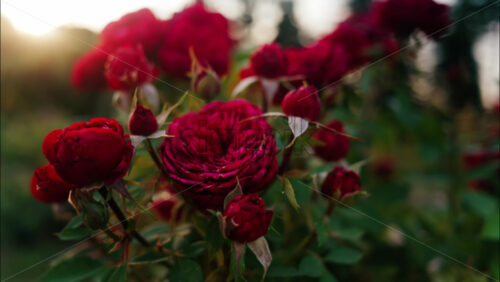 Close up of blooming red roses in a park during golden hour, with warm sunlight shining through the petals - Starpik Stock