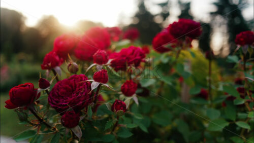 Close up of blooming red roses in a park during golden hour, with warm sunlight shining through the petals - Starpik Stock