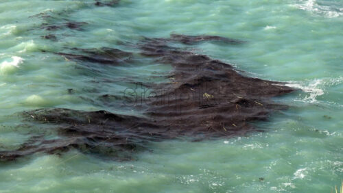 Close-up of floating seaweed in turquoise Mediterranean waters - Starpik Stock